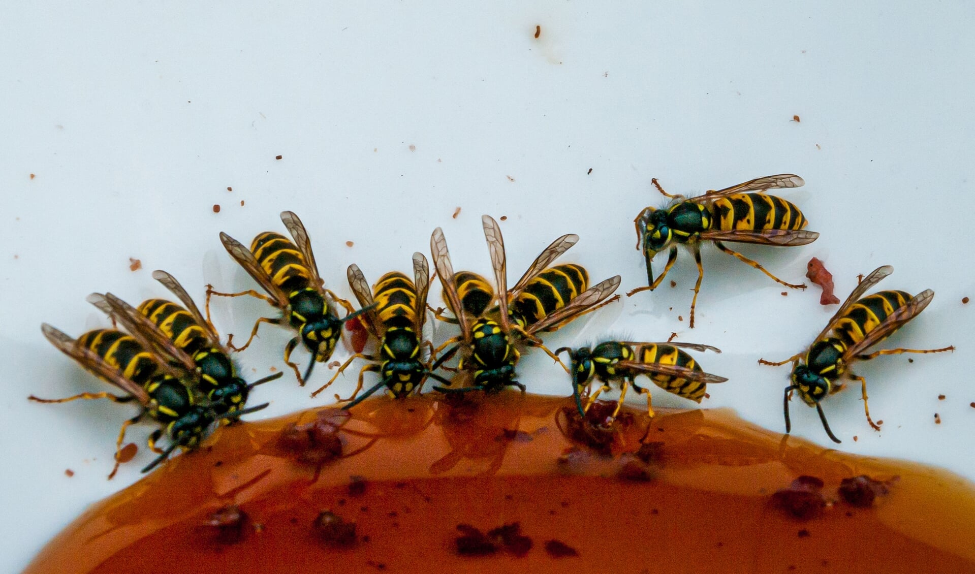 Wespen gaan het nest uit op zoek naar zoet voedsel.