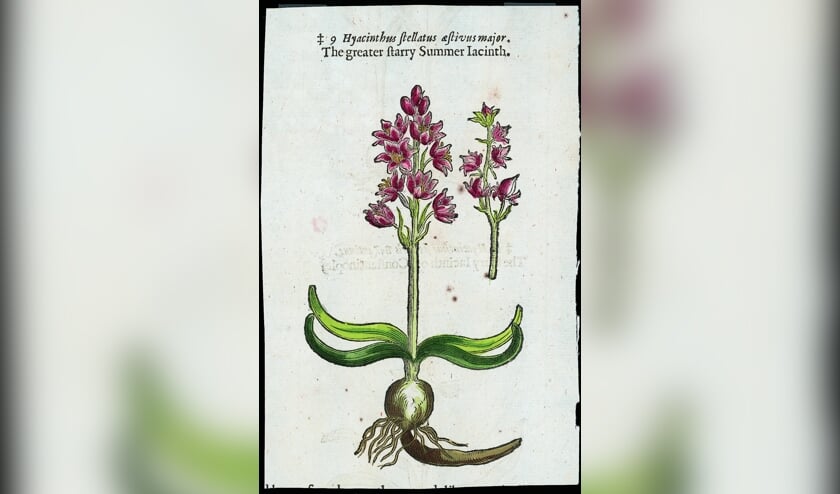 Houtsnede van een hyacint in de herdruk van The Herbal uit 1633  
