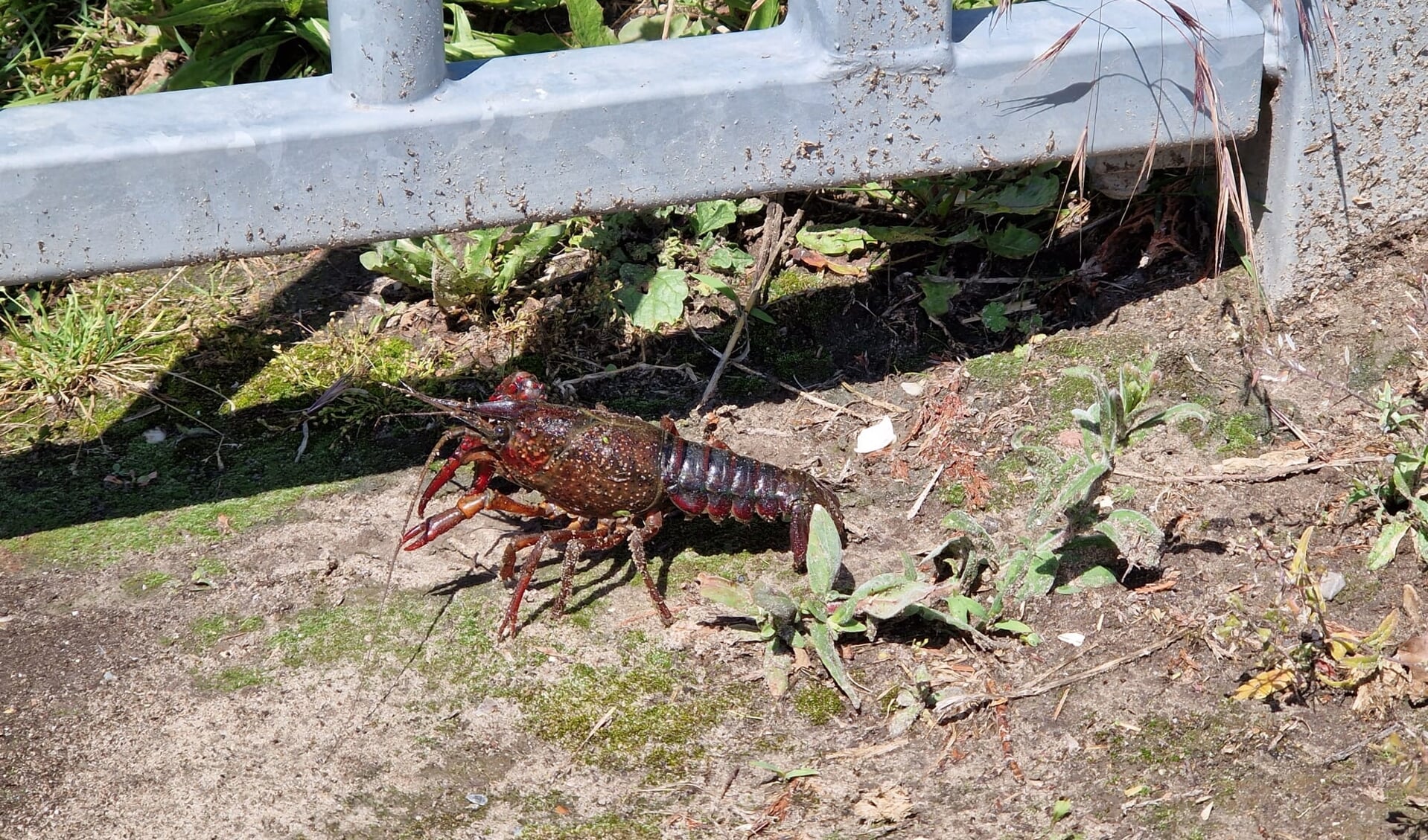 Deze kreeft werd in Rijnsoever waargenomen. | Foto: Arnold Meijer