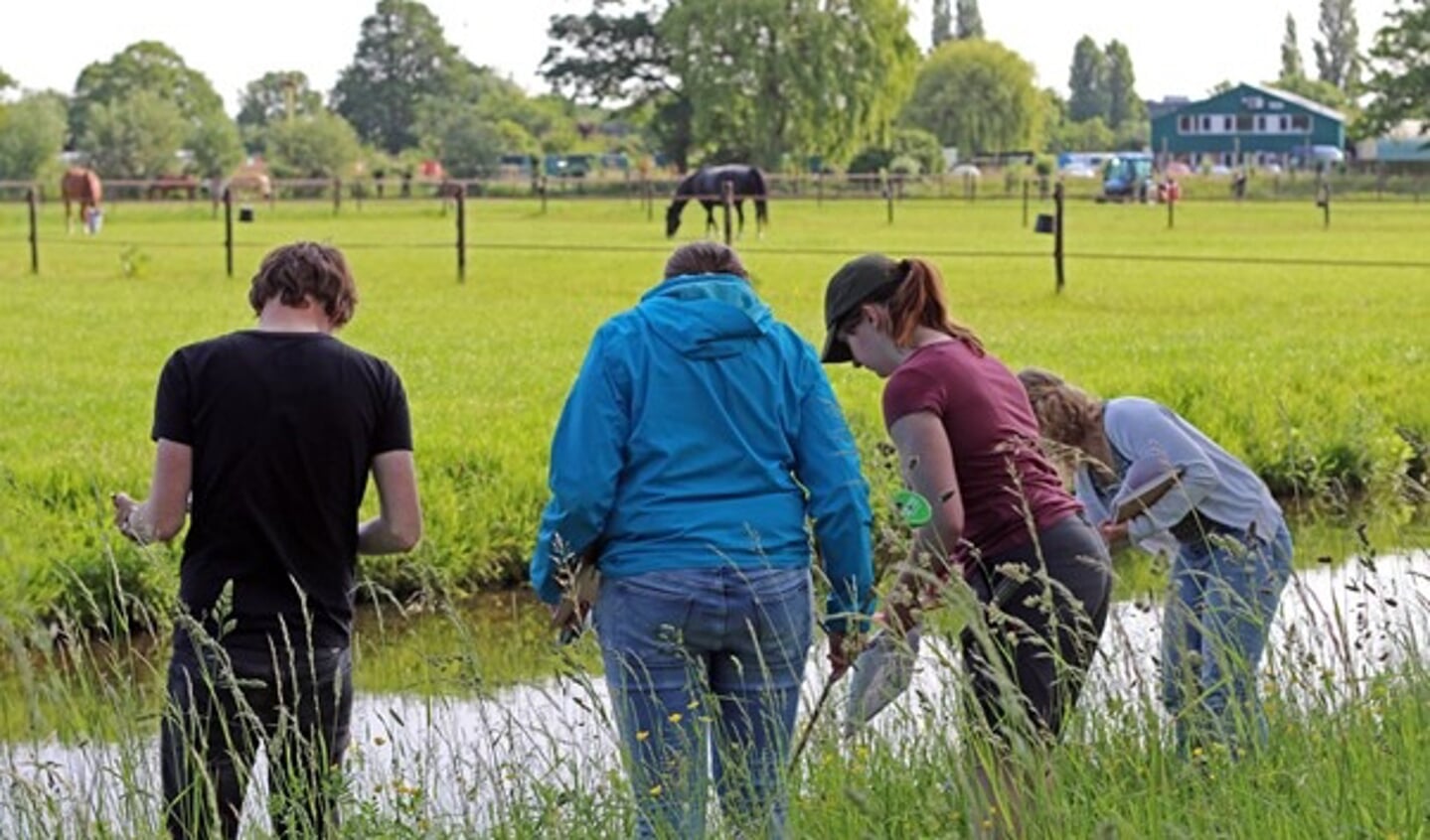 'Oeverplanten' is een van de Citizens Science projecten rond Leiden.    
