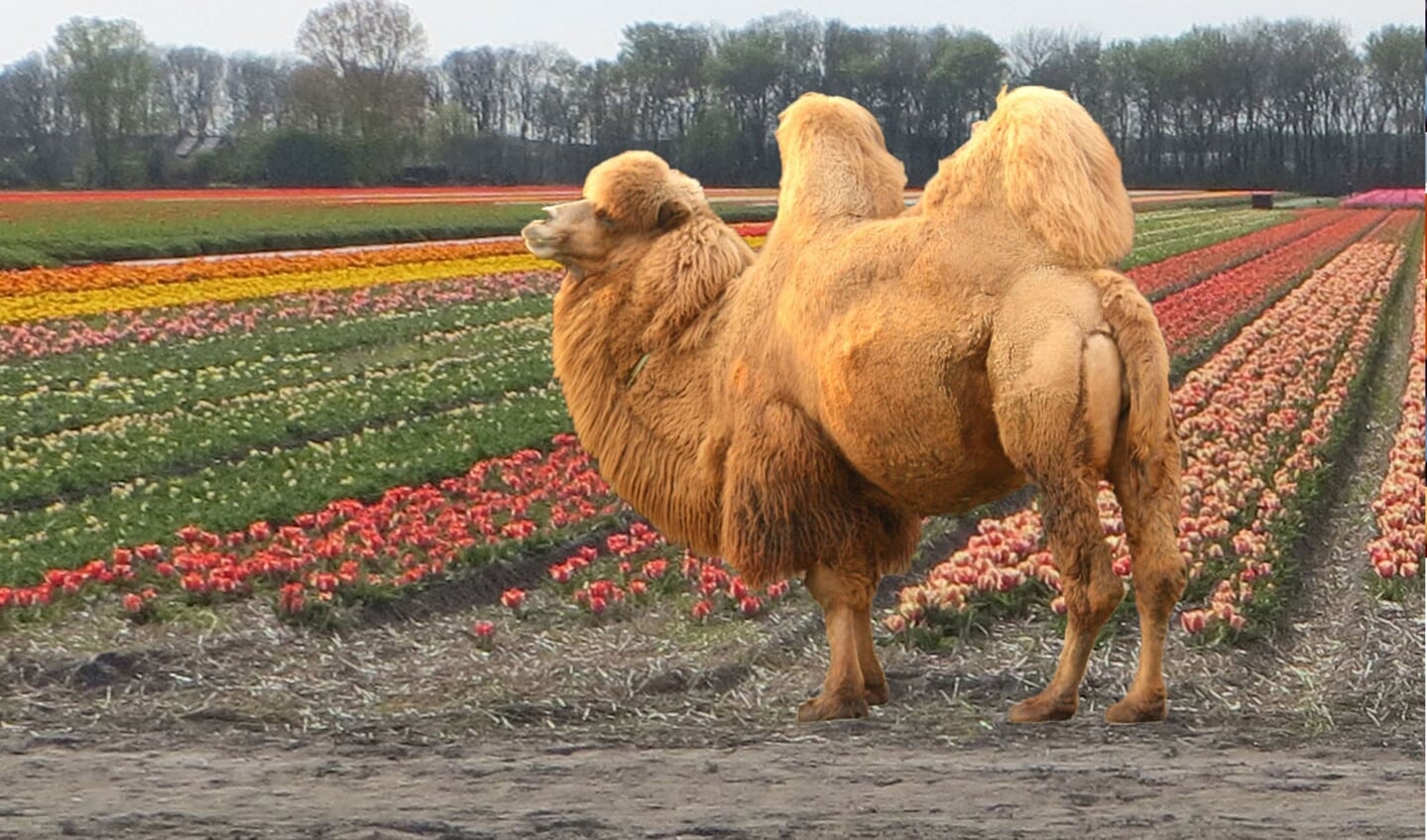 Bollen in de grond gedragen zich als kamelen.
