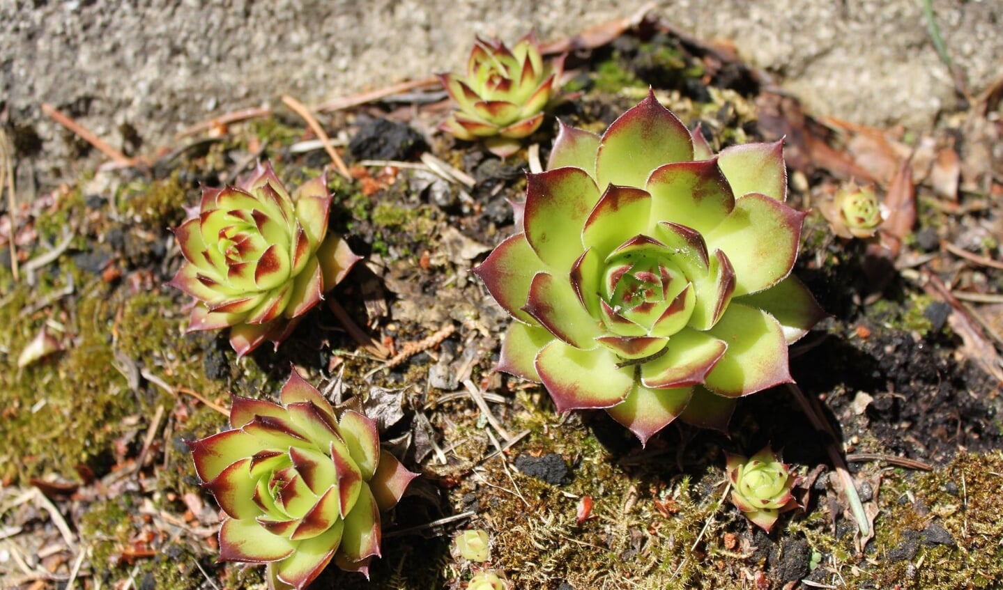 Voor groene daken wordt vaak het vetplantje sedum gebruikt.