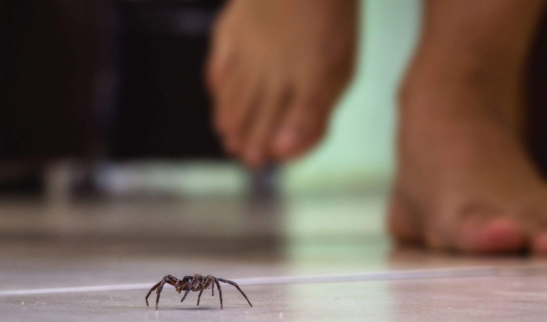 Slecht nieuws voor wie bang is van spinnen: er komen er veel meer deze herfst en ze zijn groter… | Foto: pr