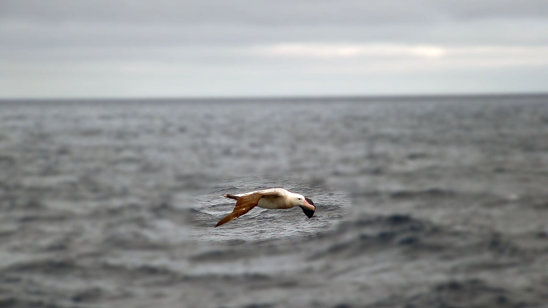 Rondom het schip vliegen albatrossen mee. | Foto: Albert Kornet