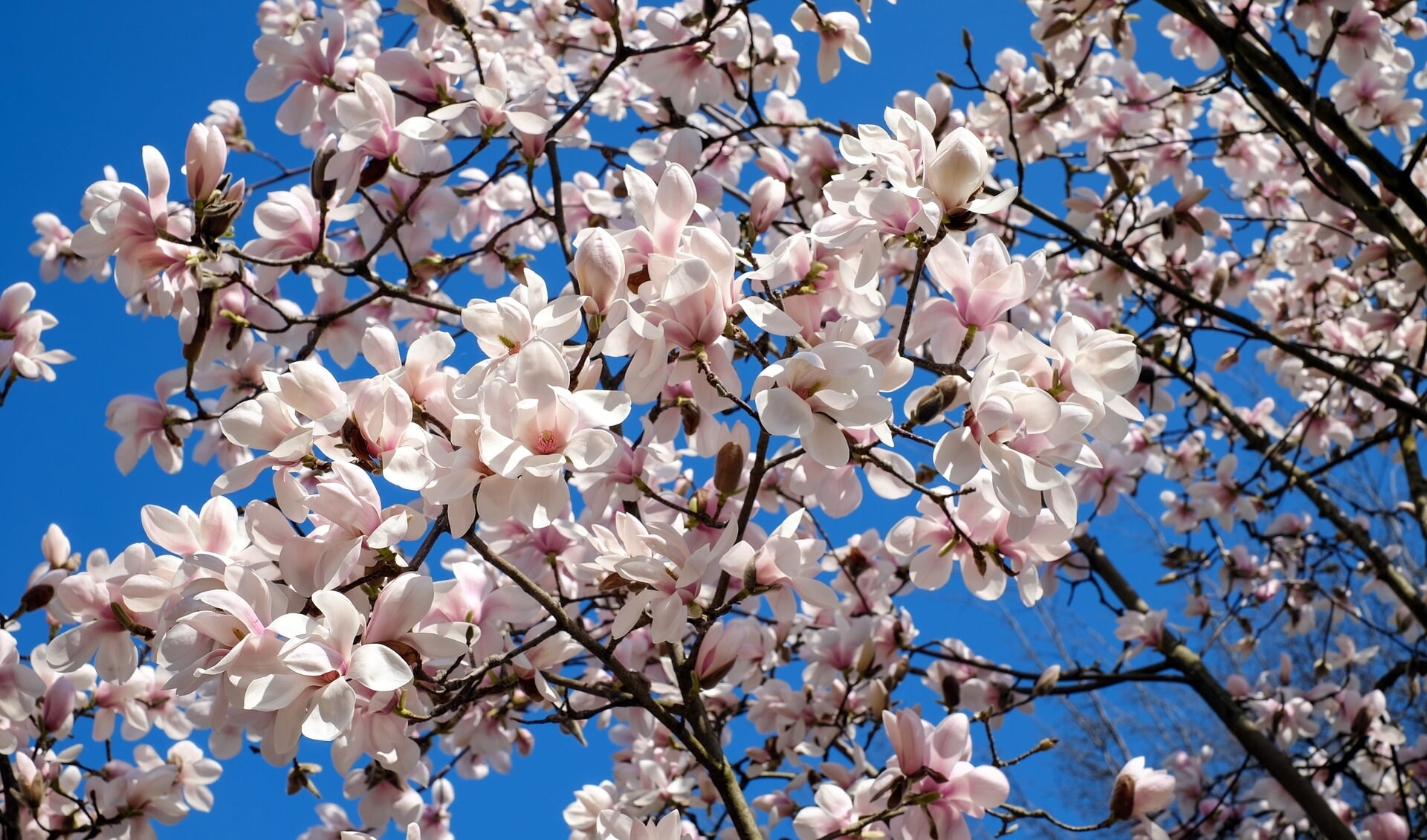 De zo geliefde magnolia in het voorjaar.