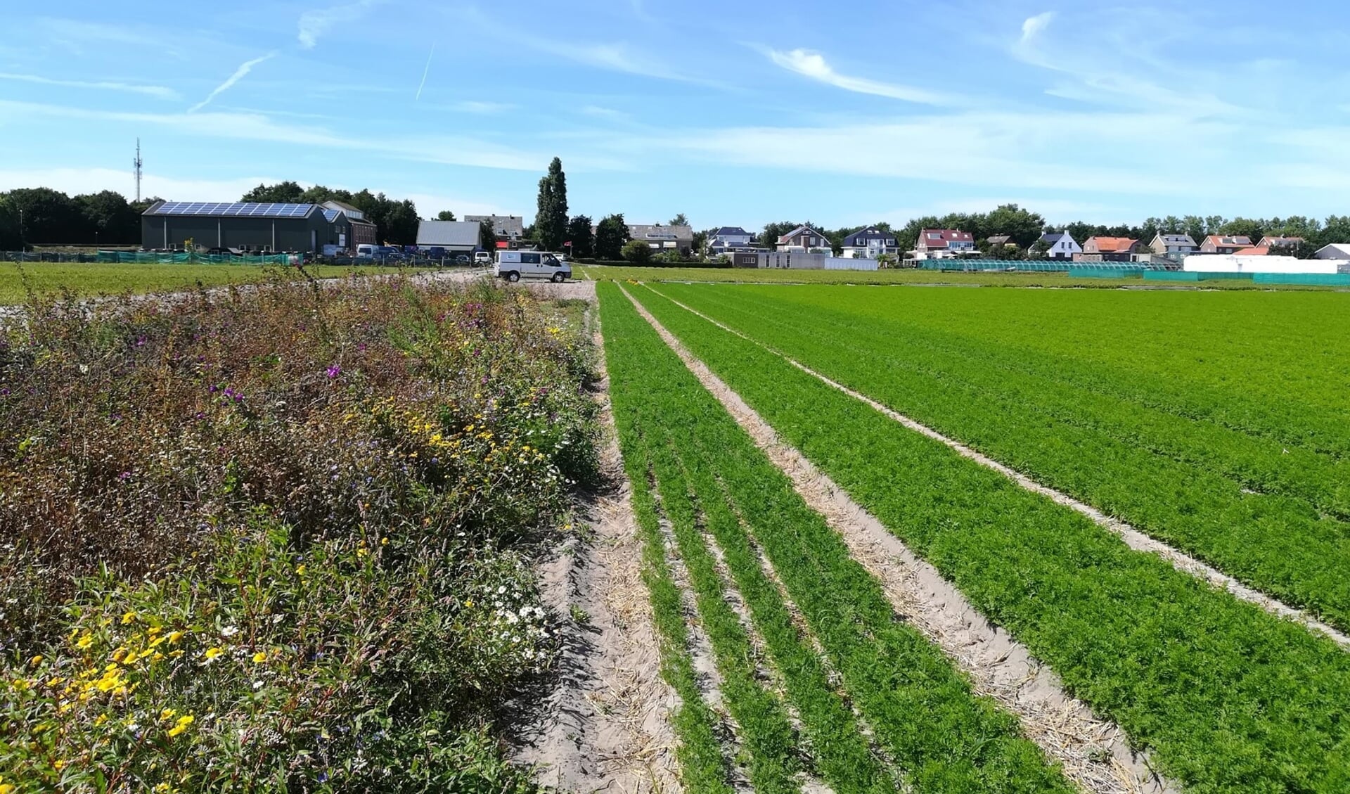 ‘Een ‘stepping stone’ van bloemen en struiken in het bollenveld, aangelegd met hulp van onder andere agrarische natuurvereniging Geestgrond.