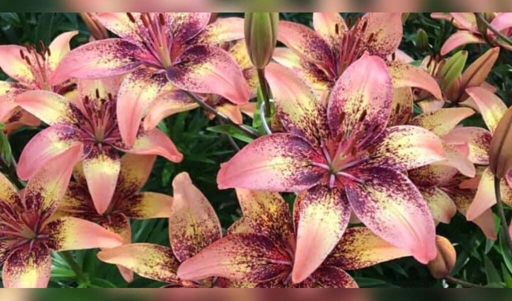 Verhalenvangers Lilies of Life