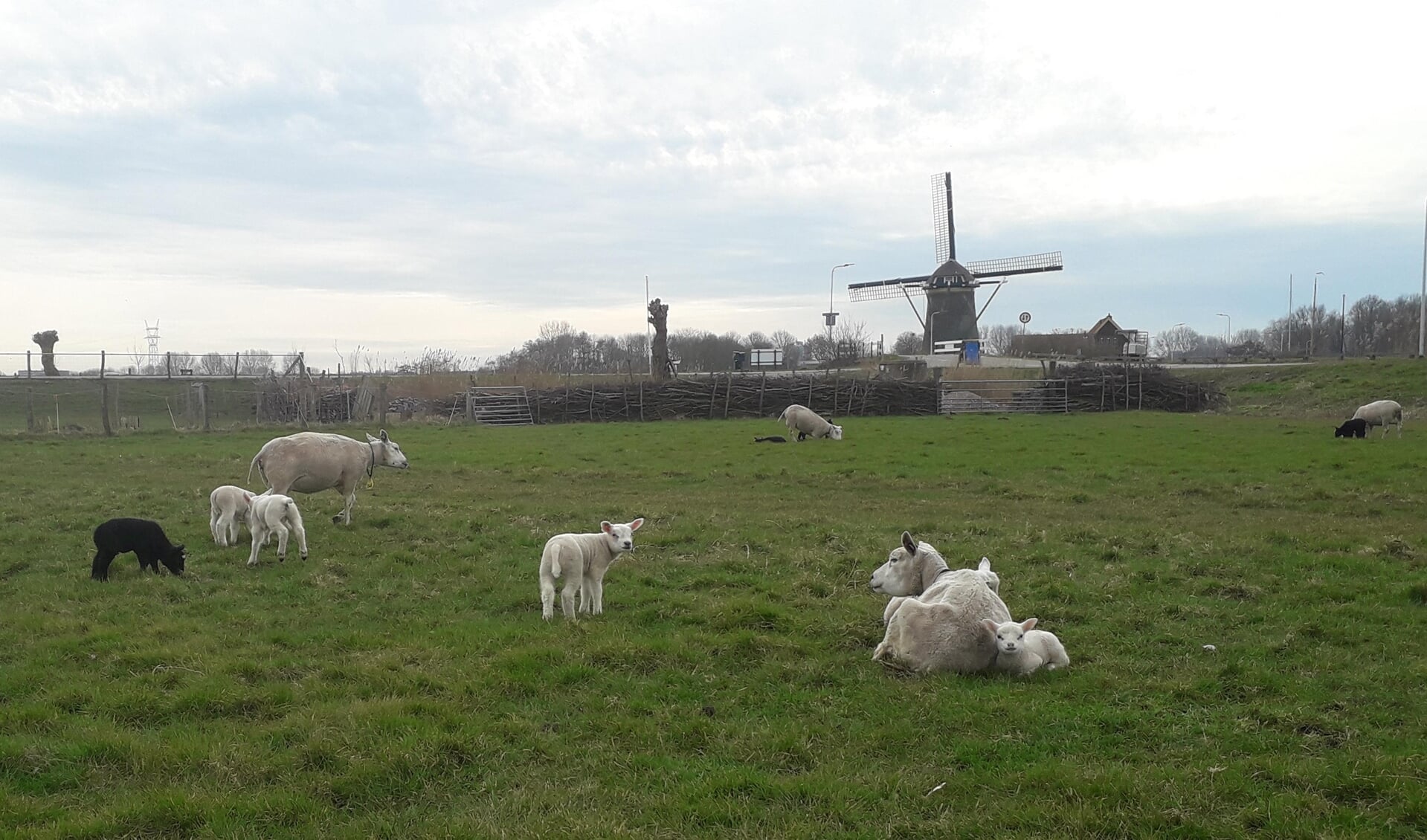 Er zijn al een heleboel lammetjes geboren op Boererij Boterhuys. | Foto: PR  
