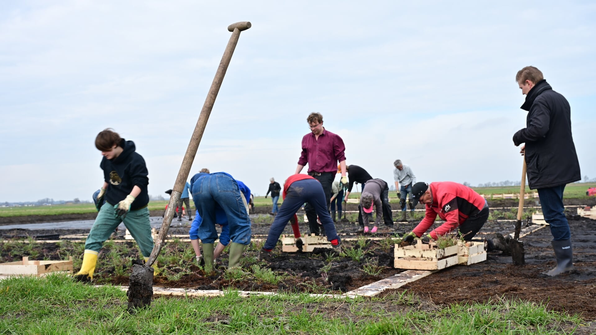 Vrijwilligers van Land van Ons planten cranberrystruiken.