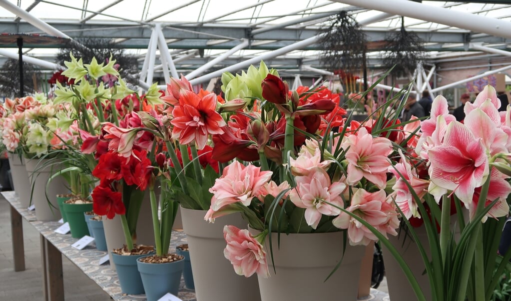 Keukenhof Standprijs Amaryllis 2023 voor Floralia Al het nieuws uit