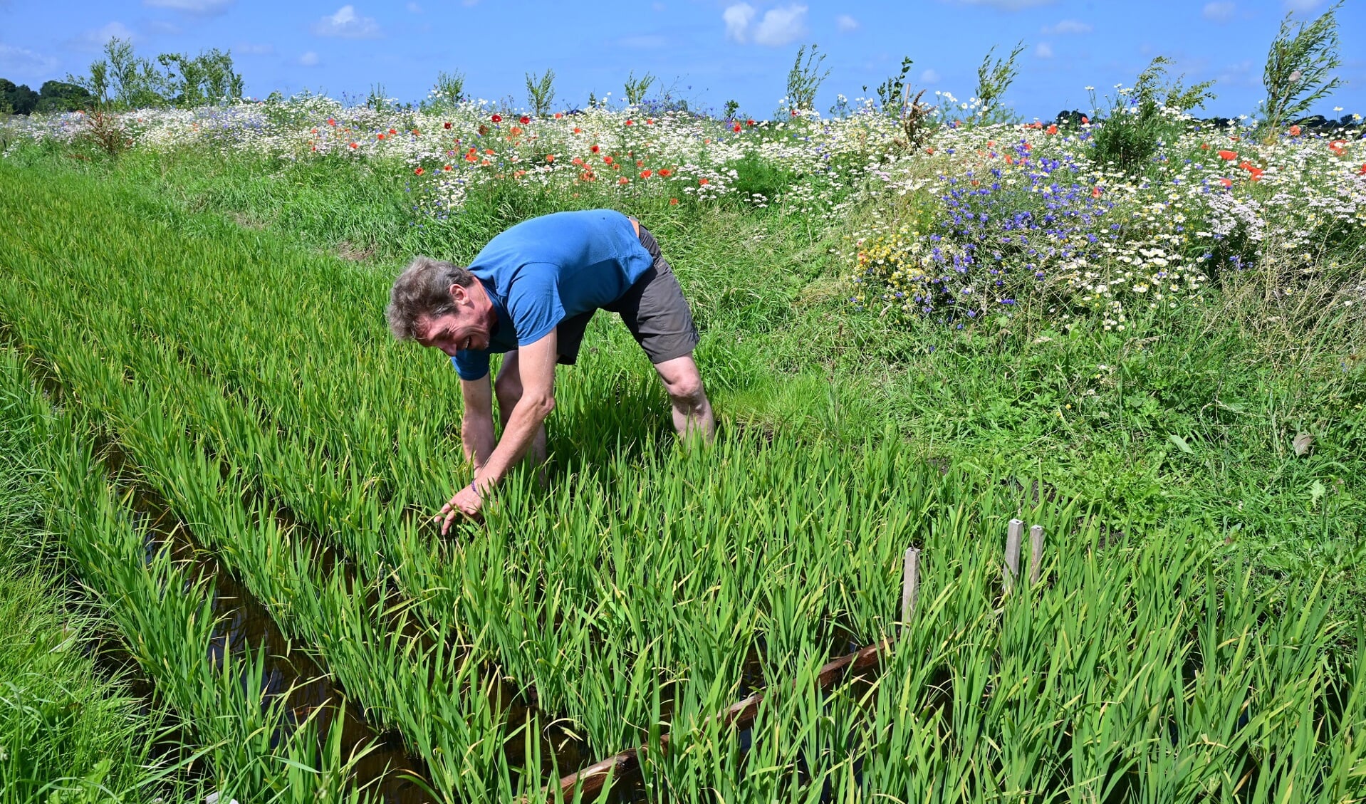 M. van Berkel: Op 1 oktober kunt u kijken hoe de rijstplanten erbij staan. Dit was op 26 augustus.