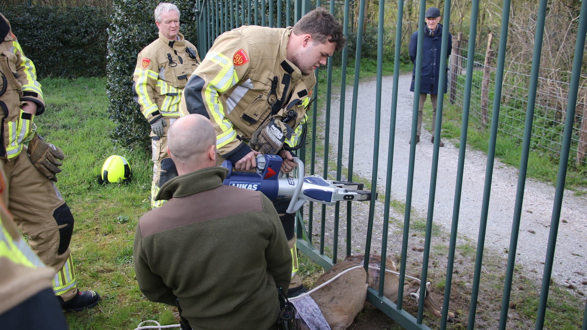 De brandweer heeft het hek ontzet om het hert te kunnen bevrijden. | Foto: AS Media