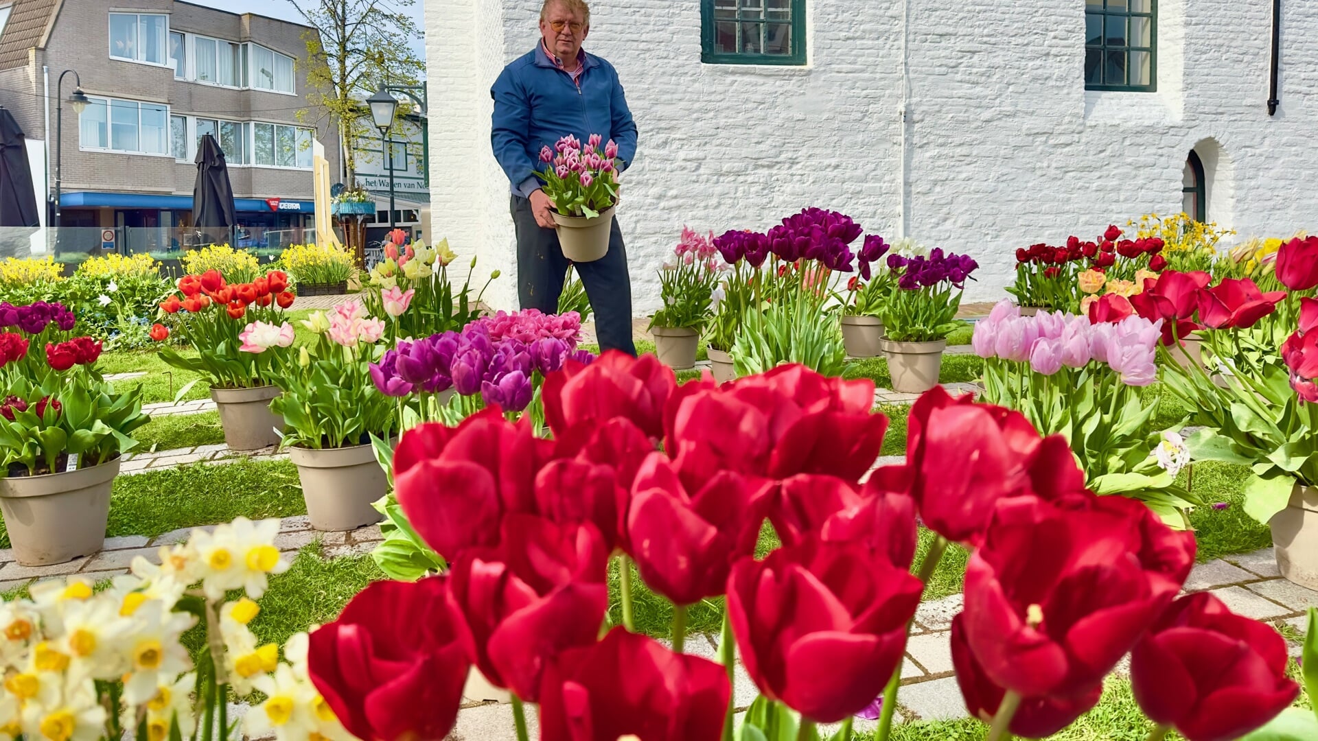 Nico Koomen tussen een kakofonie aan tulpenkleuren en -soorten in de kerktuin. | Foto: Caroline Spaans.