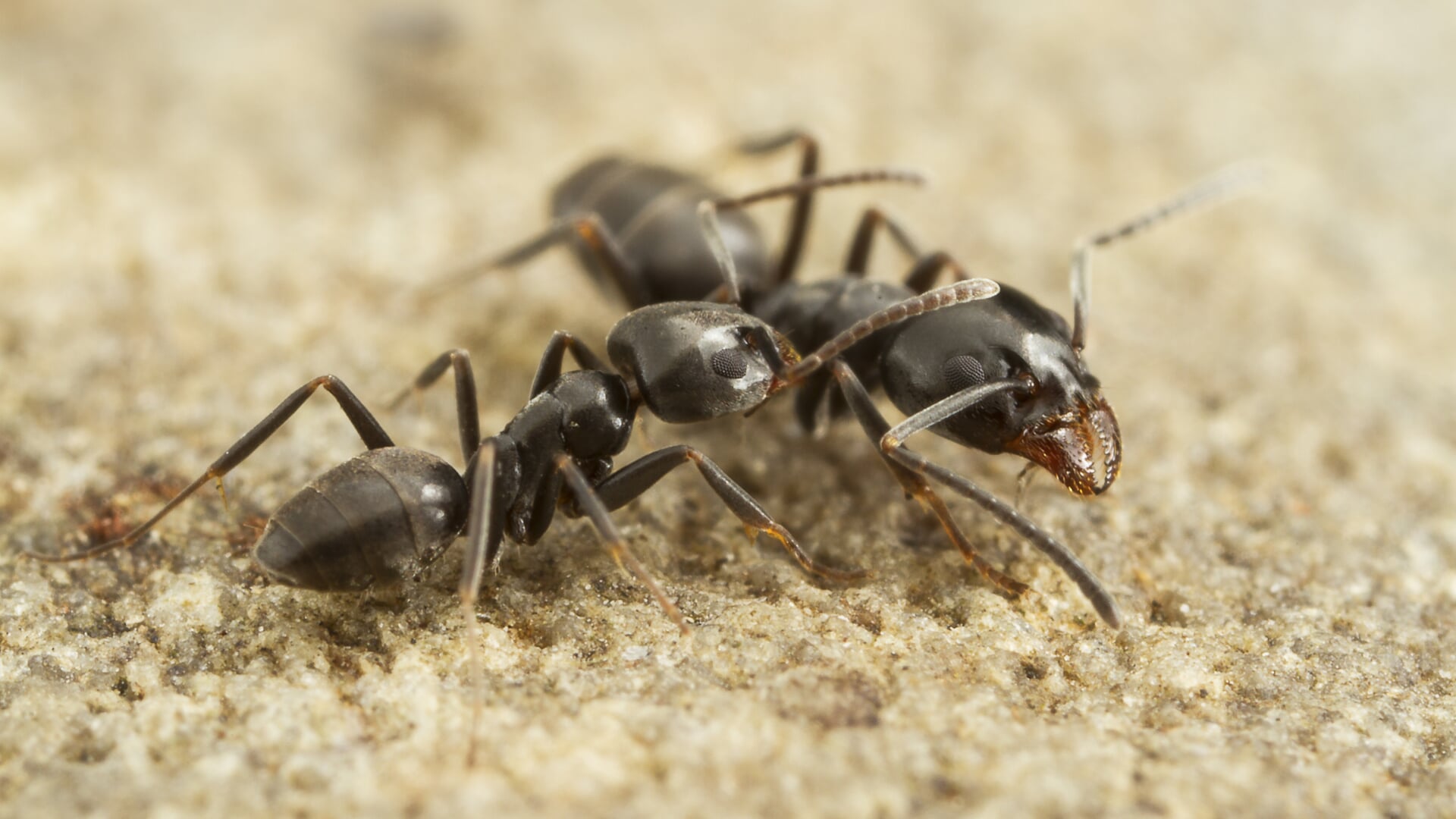 Het Mediterraans Draaigatje heeft ook Teylingen gevonden. B&W gaan de mier bestrijden. | Foto: Theodoor Heijerman
