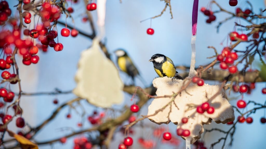 Om de lange, koude nachten te kunnen overleven moeten vogels al hun vetreserves aanspreken. | Foto: pr