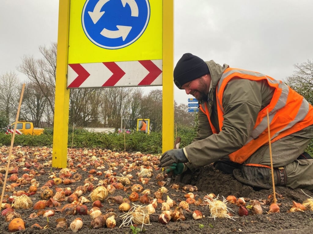 Duizenden bloembollen gingen de grond in bij de drie rotondes van de Westelijke Randweg in Lisse. | Foto: pr