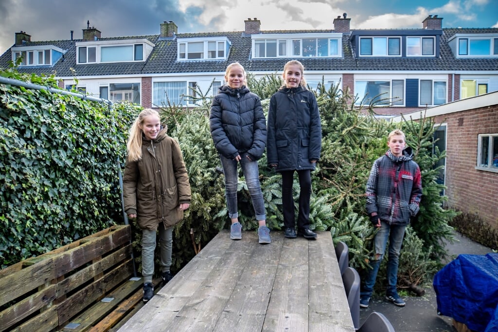 V.l.n.r. Femke, Tessa, Fleur en Jelle met achter hen de kerstbomen die ze hebben ingezameld. | Foto: J.P. Kranenburg