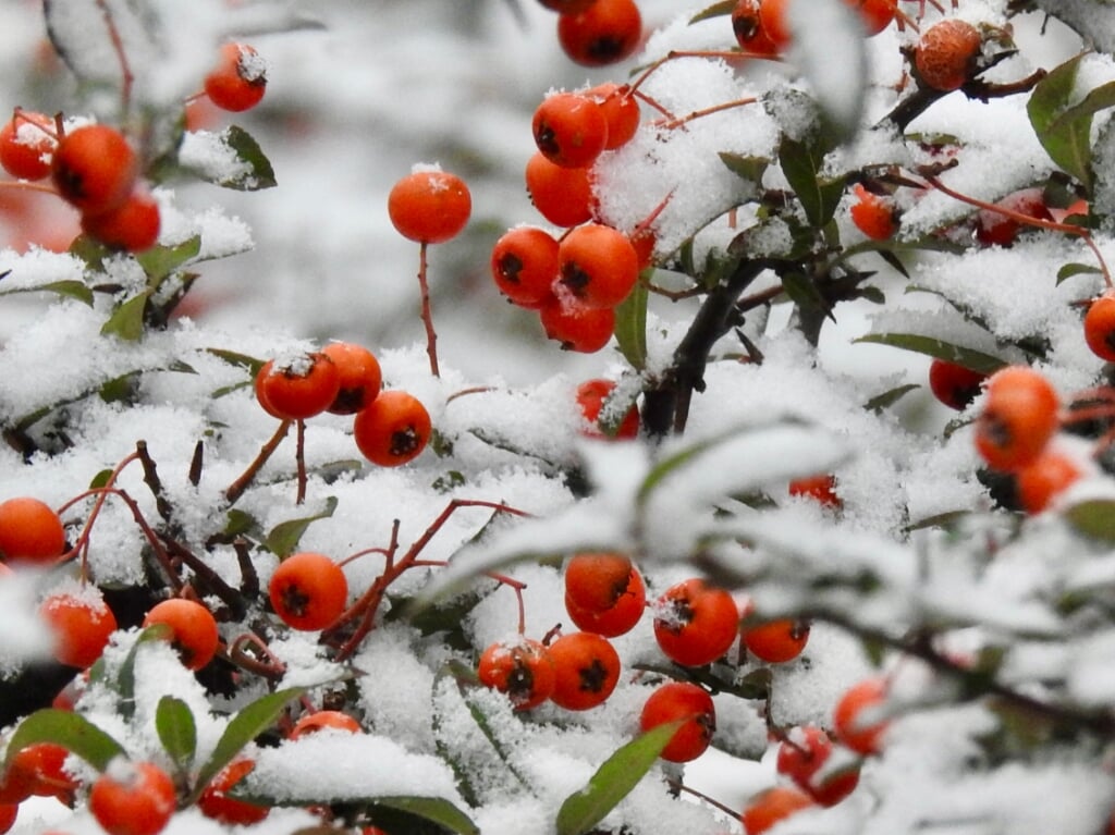 Een prachtig contrast, rode bessen in de sneeuw.