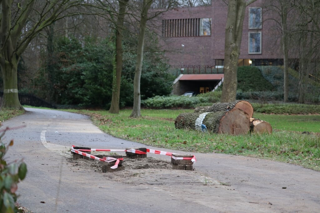 De eik op het fietspad aan de Stationsweg was maandagochtend al snel gekapt. | Foto: Ruth Eppink