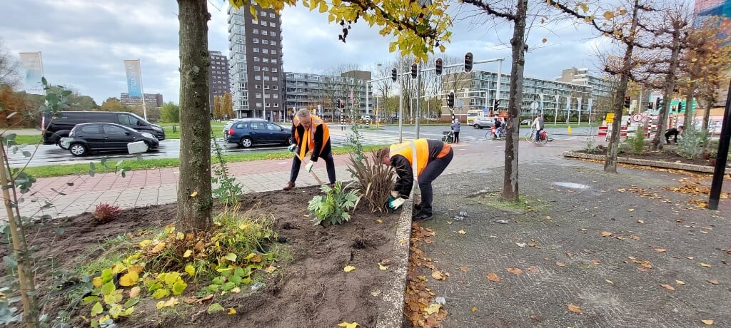 Wethouders Joosten (links) en Van Woudenberg verfraaien het Statendaalderplein met een grote plant. | Foto: PR