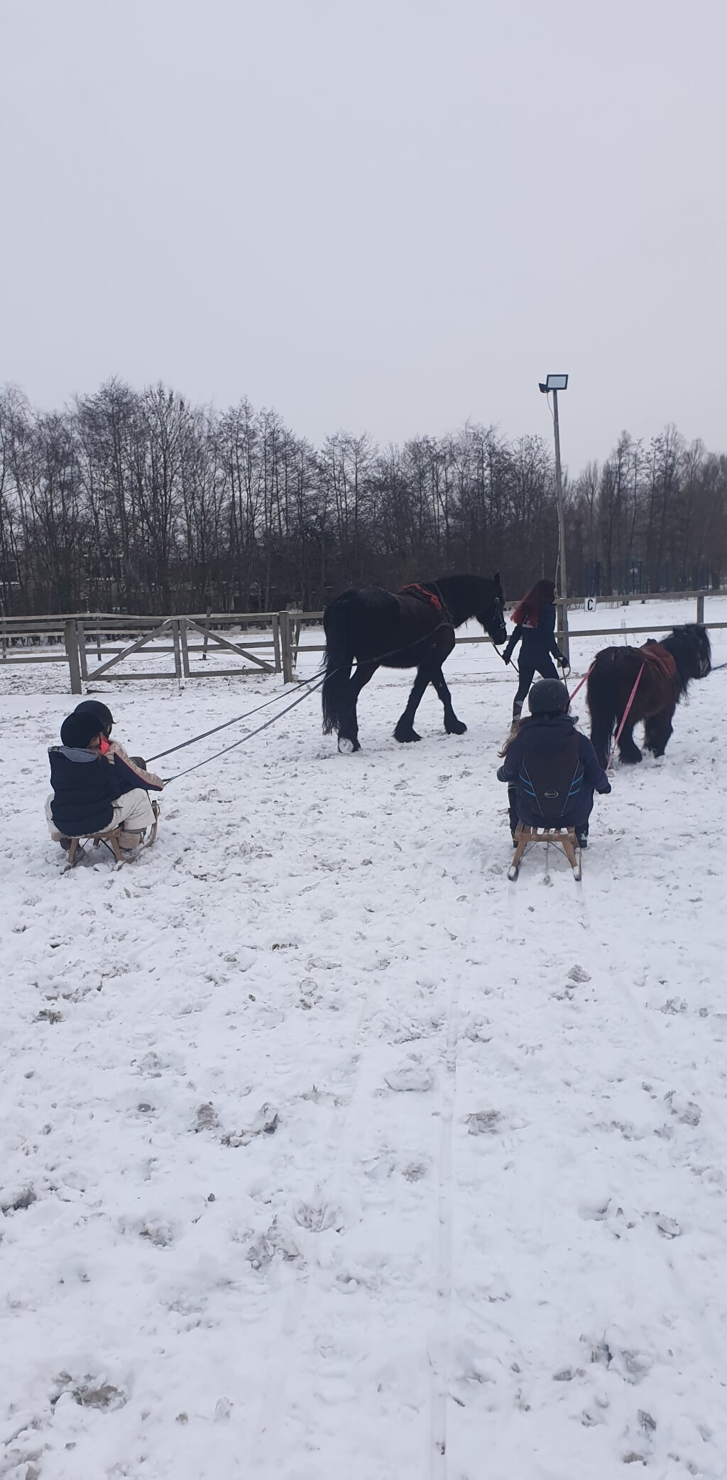 Bij Ponycentrum Leeuwenhoek moest men afgelopen week creatief zijn met alleen een buitenbak. Maar ook daar werd ook genoten van het winterweer. De paarden stonden in de sneeuw op het weiland, en er werd onder andere gesleed achter de paarden. | Foto Maxine Arnst