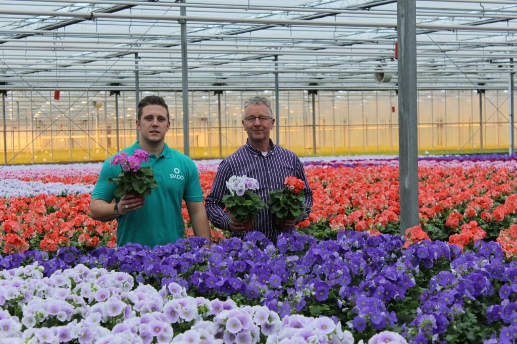 Rechts Peter Rodenrijs, productmanager bloeiende planten bij Royal FloraHolland. 