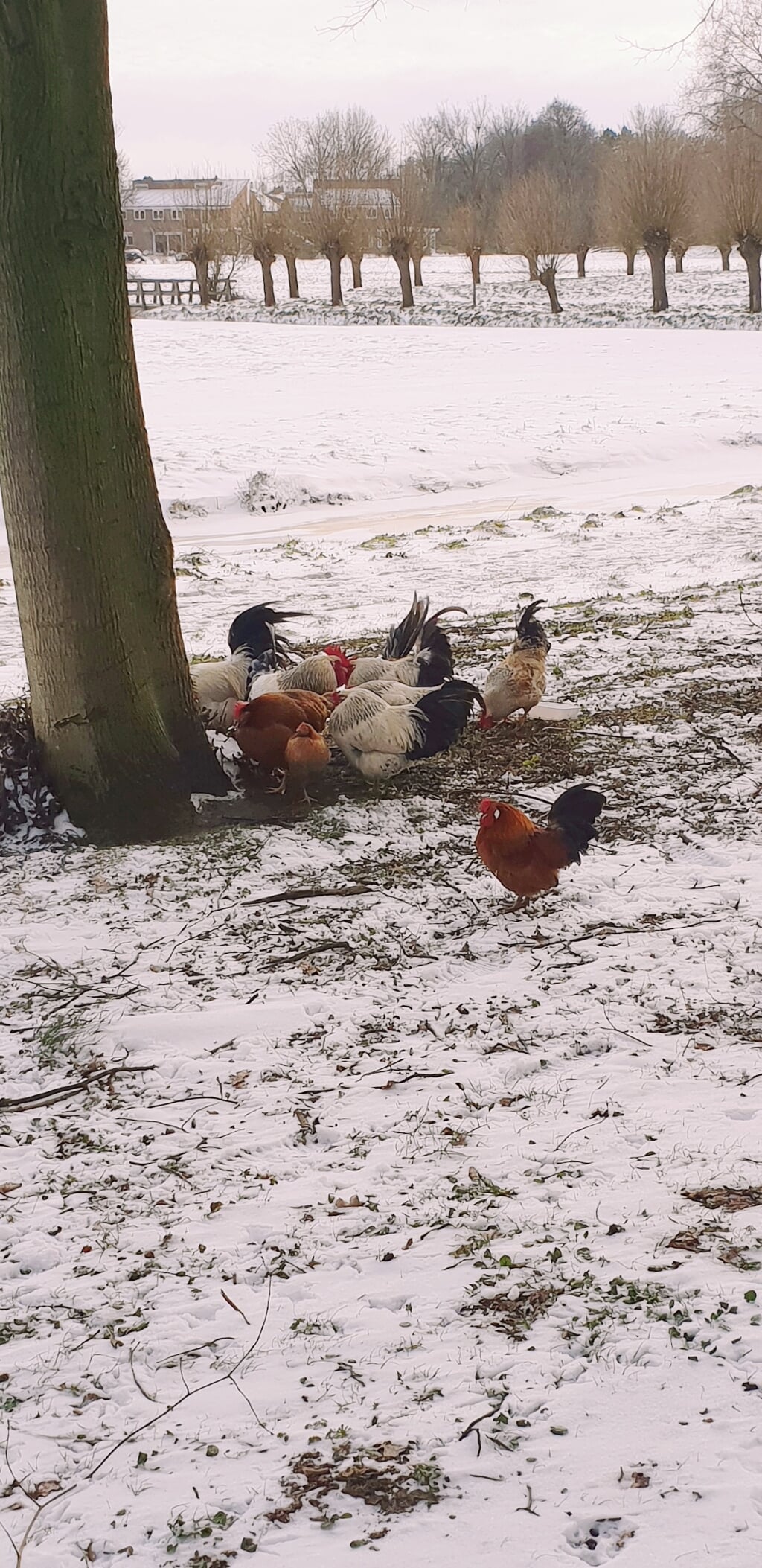 De hanen langs het Spoorpad schuilen in groepen tijdens de koude dagen. | Foto: archief