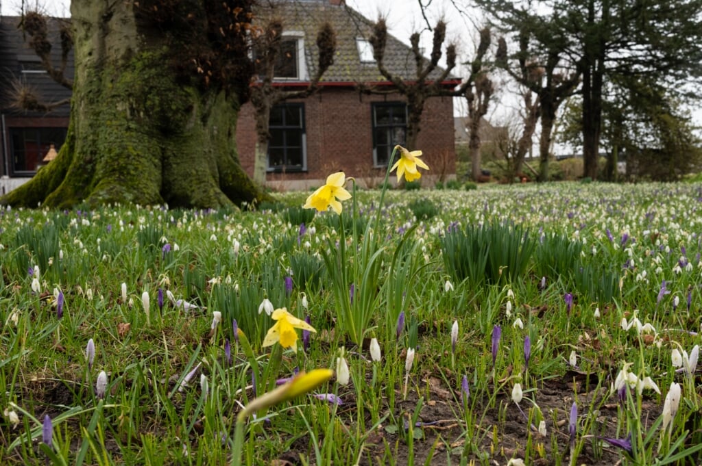 Verschillende lentebloemen versieren het oude weitje aan de Kwaaklaan. | Foto Wim de Winter 