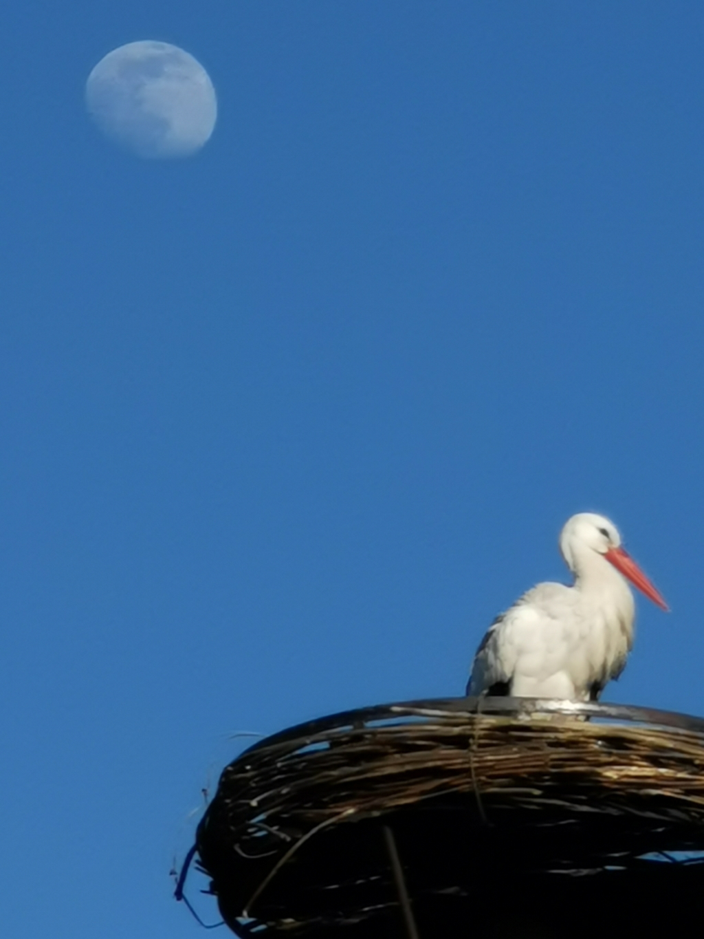 De eenzame ooievaar op het nest in Park Rusthoff. | Tekst en foto: Jan Leune