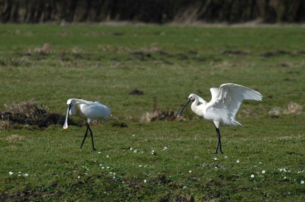Jaarlijks maken circa 3000 tot 4000 wintergastvogels gebruik van de Oosteinderpolder. | Foto: pr