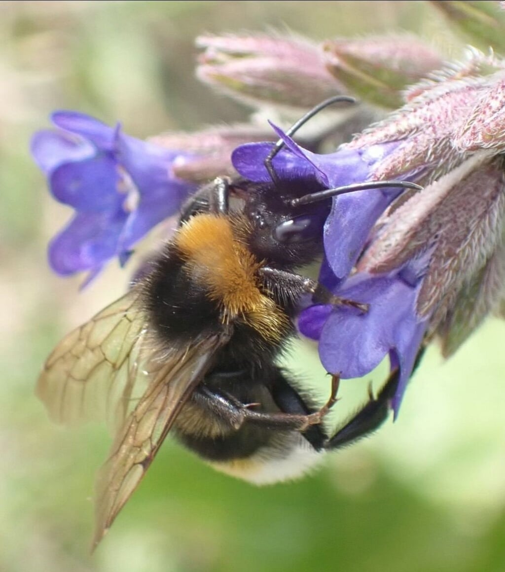 Bijen zijn belangrijk voor bestuiving van gewassen en planten. | Foto: pr