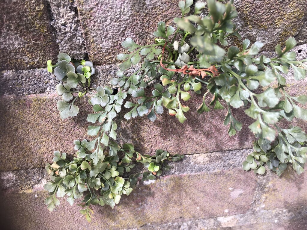 In Leiderdorp hebben we geen kalkrijke rotsen waar muurvarens kunnen groeien, maar als plaatsvervangers wel oude muren. 