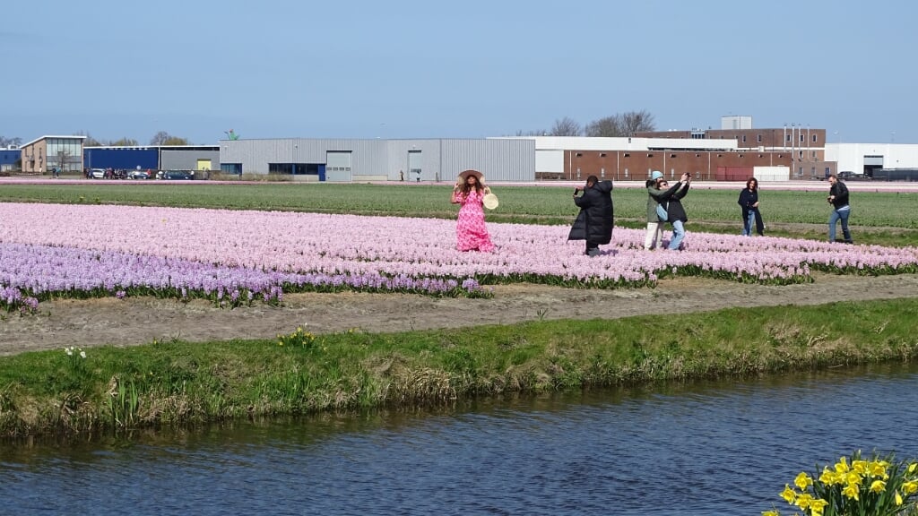 Toeristen in de bloeiende velden aan de Prinsenweg in Voorhout. | Foto: pr./Gerard van Steijn