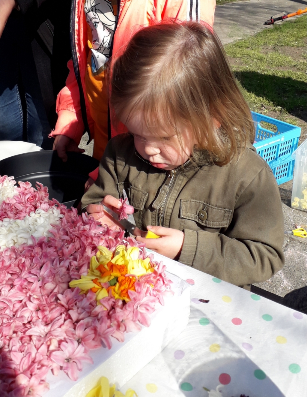 Mirthe in opperste concentratie bij het knippen van een hyacintenbloem.