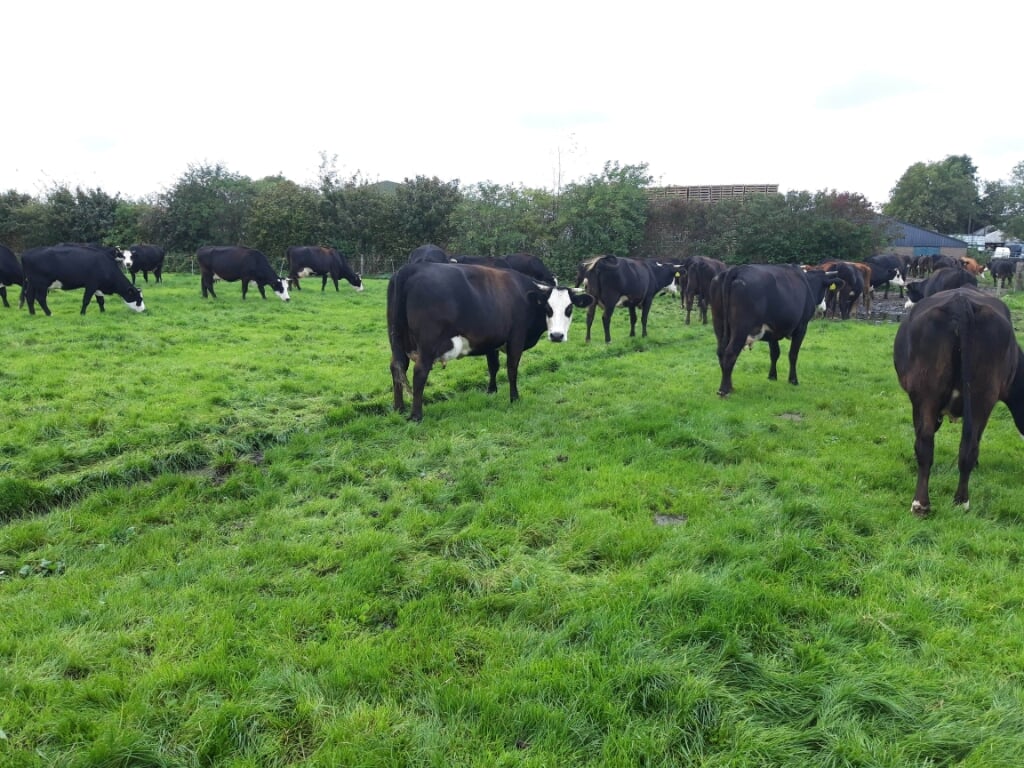 De koeien weer in de wei, ook dat is lente in Nederland. | Foto: pr