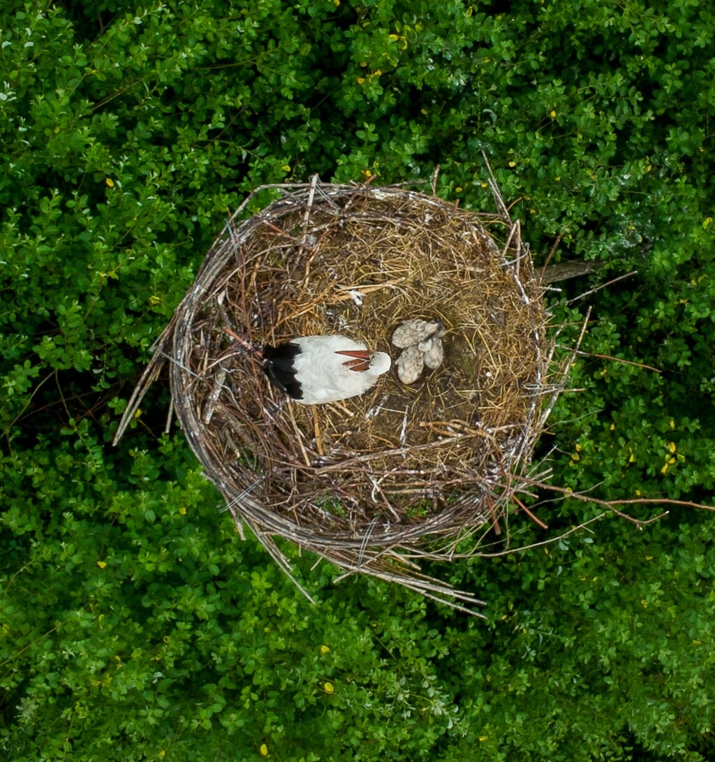 Moeder ooievaar met haar drie jongen. Deze close-up boven het nest is sterk ingezoomd. | Foto: met dank aan Michiel Rote