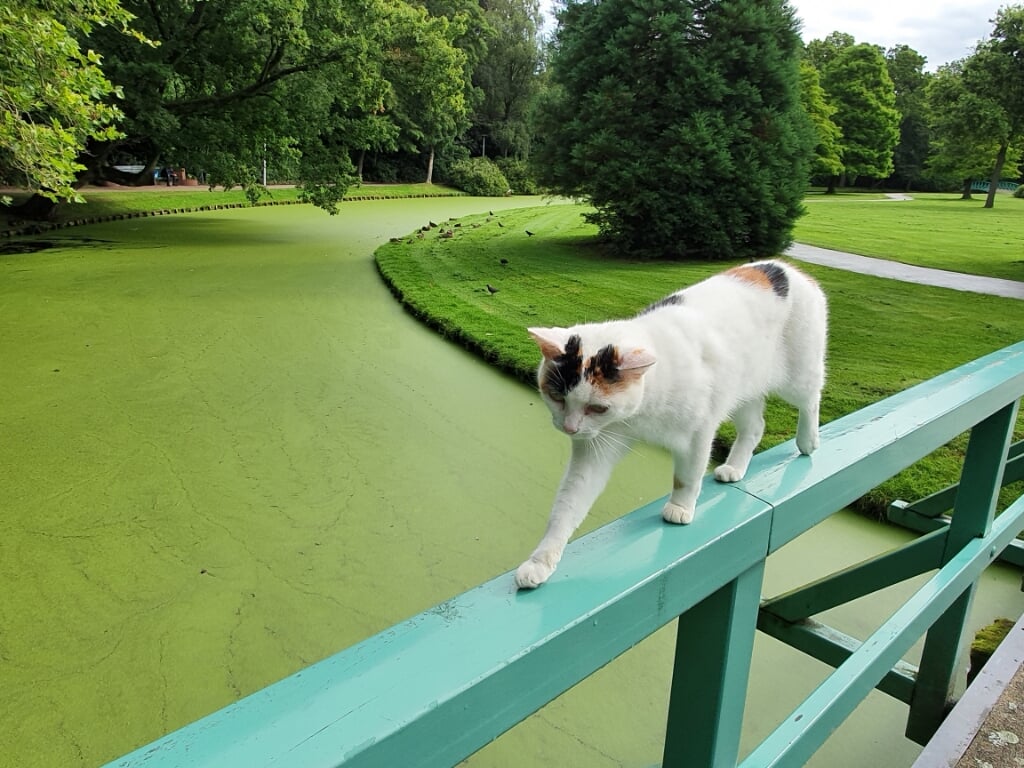 Net als veel anderen is ook deze kat graag in Park Rusthoff. | Foto: pr./Saskia van der Sommen