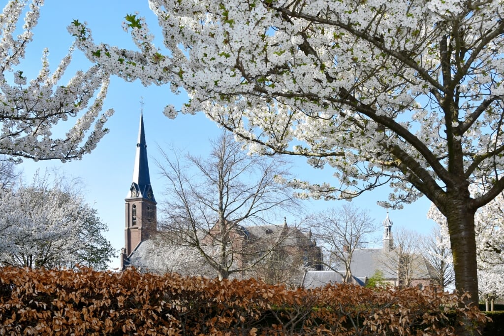 Ed Slagboom fotografeerde de twee kerken van Voorhout ''omlijst' door bloeiende bomen. | Foto: pr./Ed Slagboom 