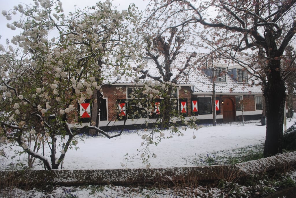 Bloeiende bomen in de sneeuw bij de oude boerderij in de Hoofdstraat. (Meer sneeuwfoto's op www.leiderdorpsweekblad.nl) 