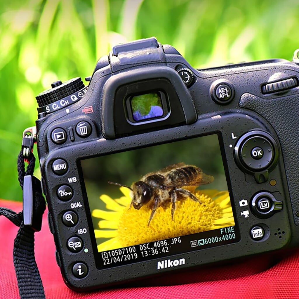 Fotografen worden uitgedaagd om hun mooiste bijenfoto in te leveren. | Foto: pr