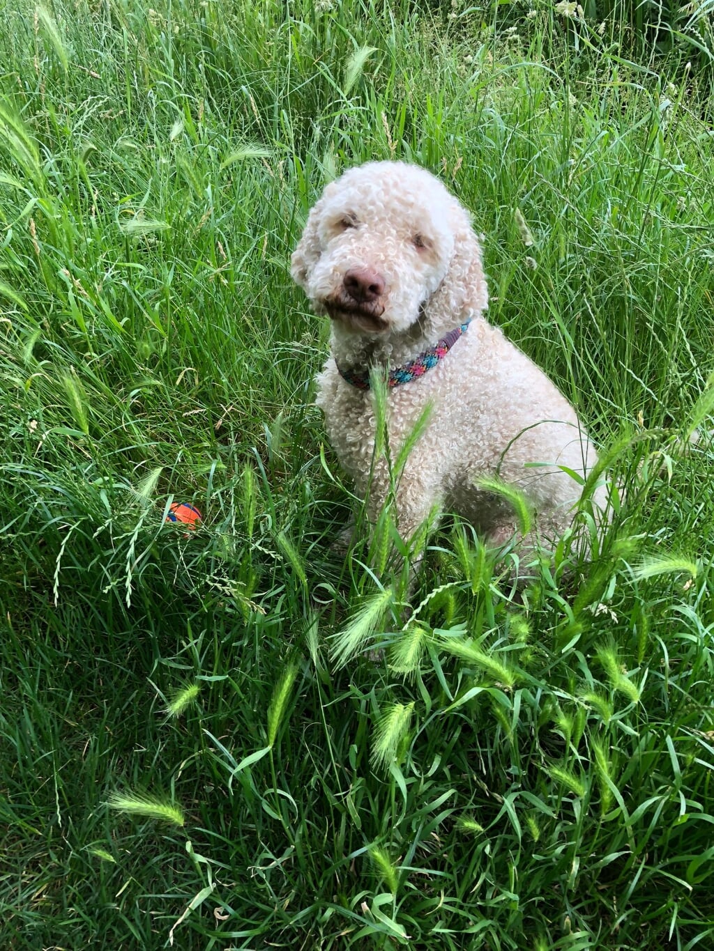 Honden vinden het heerlijk om door het lange gras te rennen. Maar check ze achteraf wel even op kruipers. | Foto: HVL