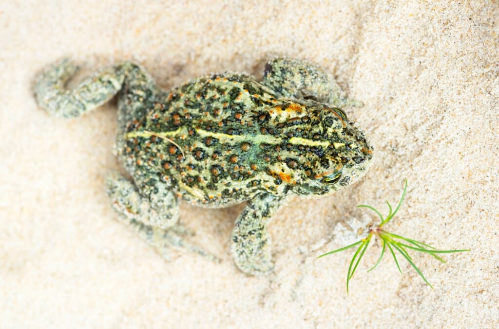 Rugstreeppadden krijgen een plekje met poelen in De Driehoek. | Foto: Nico van Kappel (c) 
