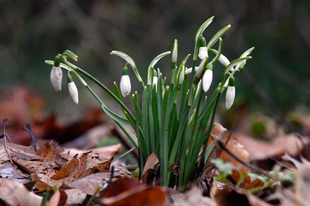 De sneeuwklokjes bloeien in januari en februari en zijn een voorzichtige aankondiging van de lente. | Foto: Ed Slagboom