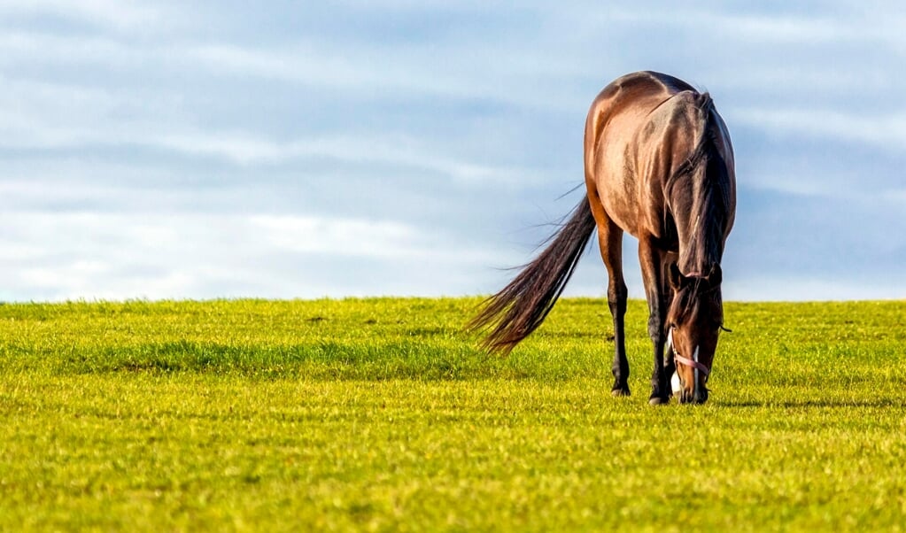 Eppertshofen, Pferd grast allein auf einer Weide
