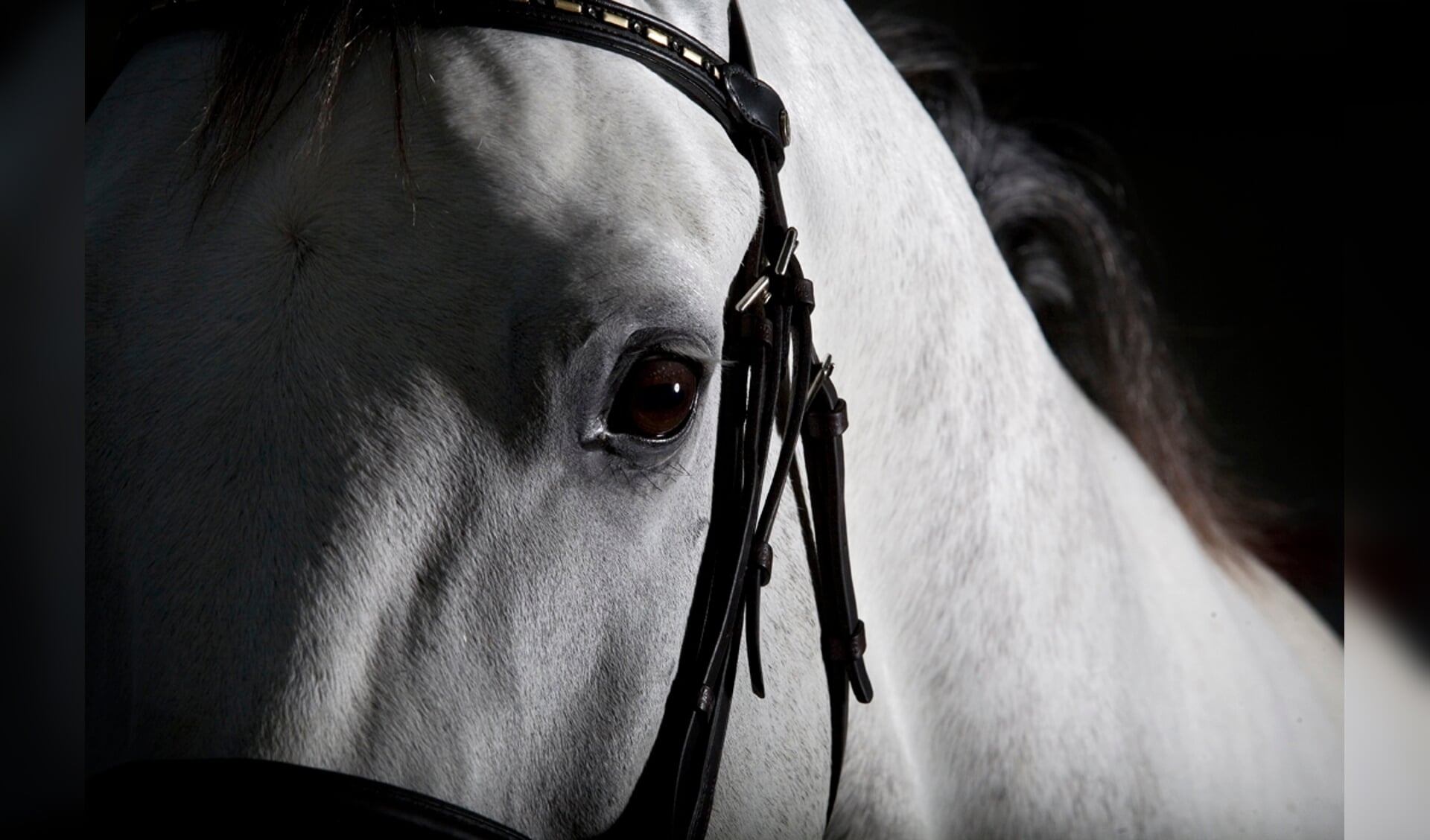 detail oog paard
