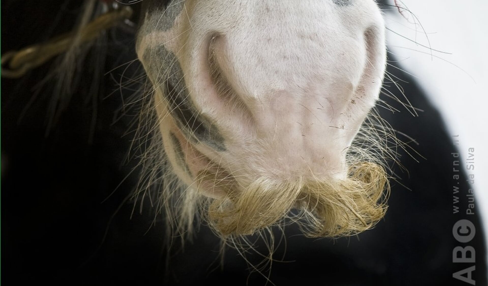 tinker, snor, neus, paard, detail