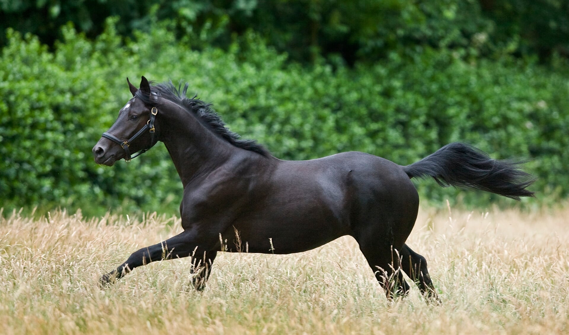 Zwart paard, Galop