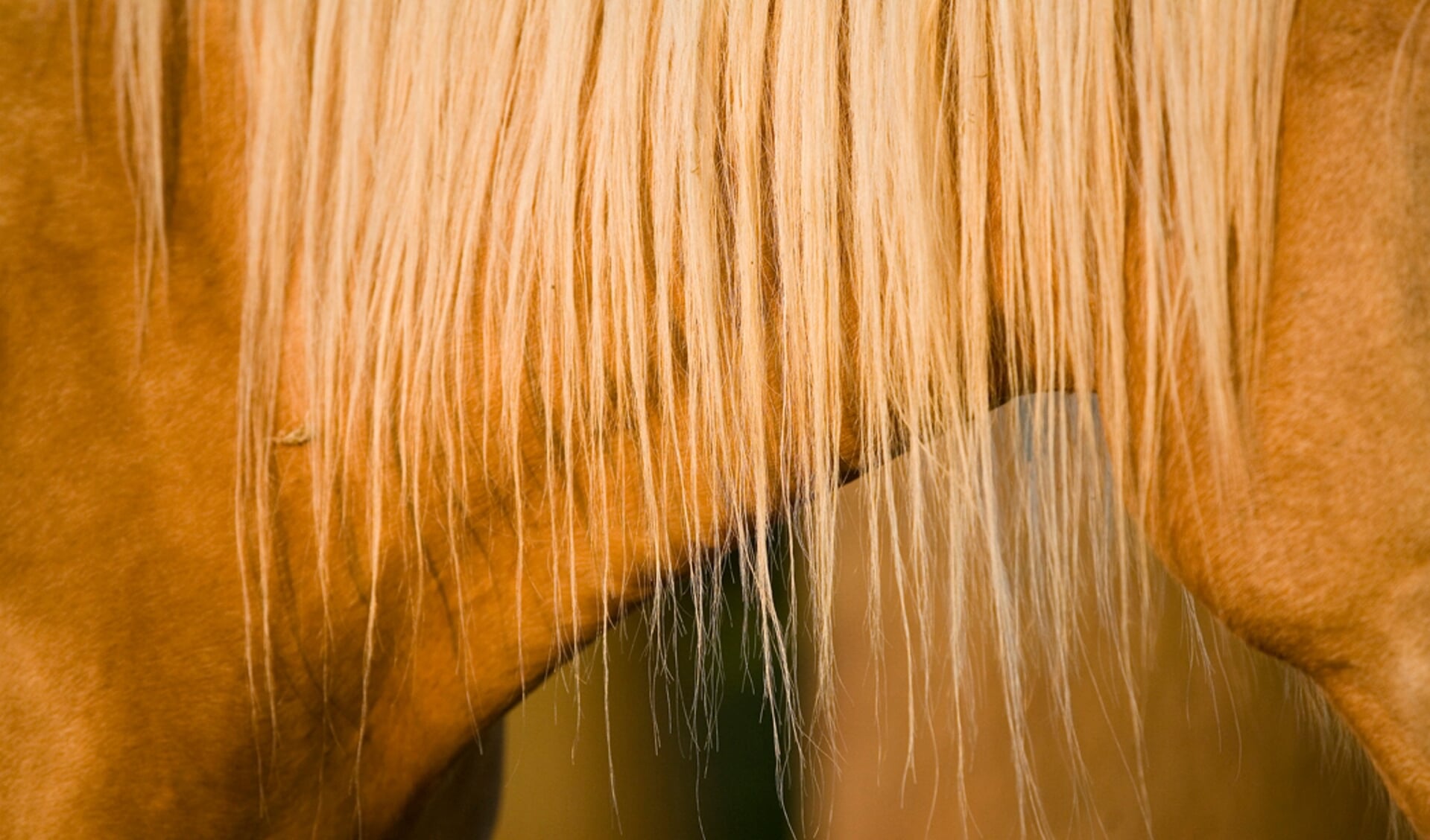 Waarom hebben paarden hangende manen? Bit & Cap