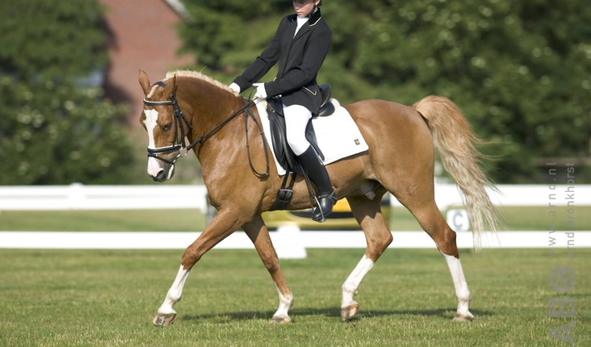 dressuur pony wedstrijd