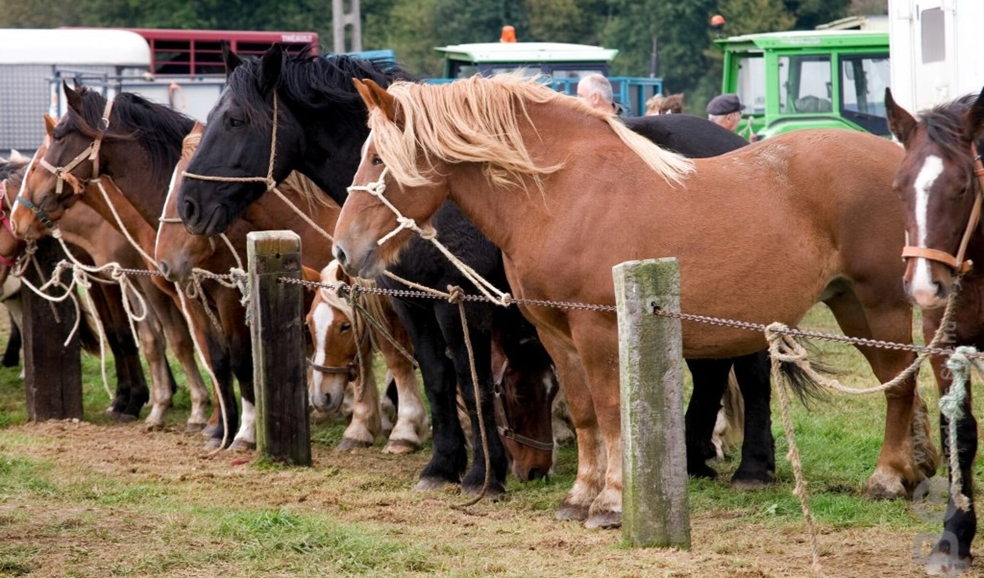paardenmarkt